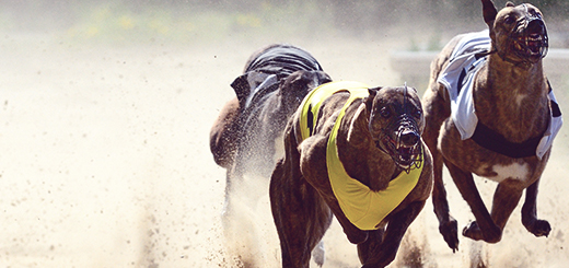 Greyhound Racing NSW