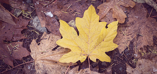 Case Study: Active Tree Services